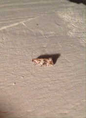 Olethreutes olivaceana