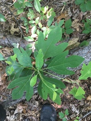 Sassafras albidum
