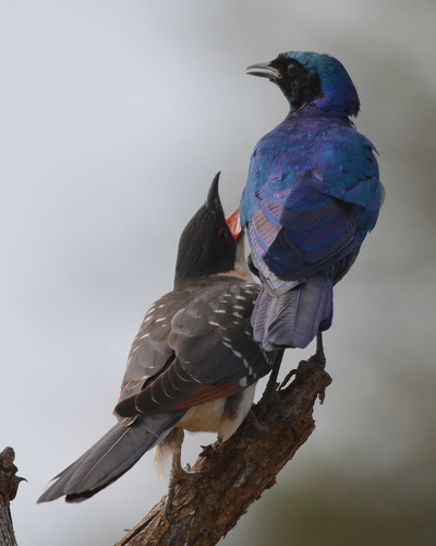 Great Spotted Cuckoo