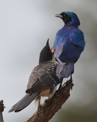 Great Spotted Cuckoo photo 5