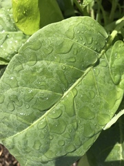 Tetragonia implexicoma