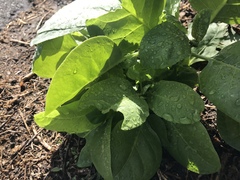 Tetragonia implexicoma