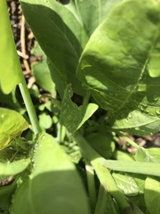 Tetragonia implexicoma