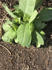 Tetragonia implexicoma