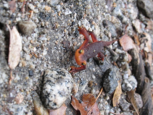 iNaturalist observation photo of Sierra Newt