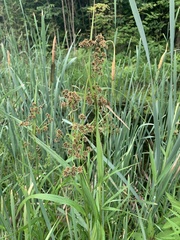 Scirpus atrovirens