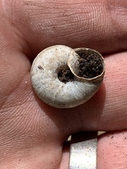 Oreohelix strigosa depressa