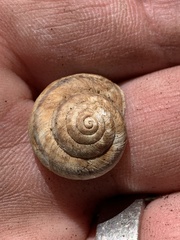 Oreohelix strigosa depressa