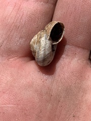Oreohelix strigosa depressa