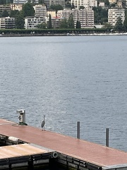 Ardea cinerea