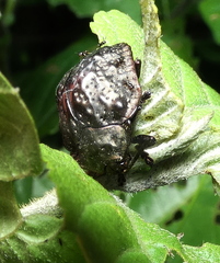 Polychalca aerea