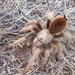 Desert Blonde Tarantula - Photo (c) bobbyfingers, some rights reserved (CC BY-NC), uploaded by bobbyfingers