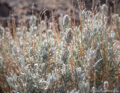 Neokochia americana