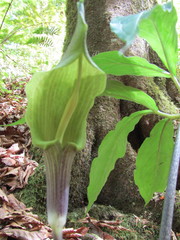 Arisaema macrospathum