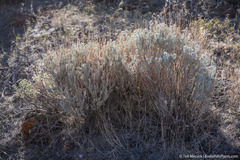 Neokochia americana