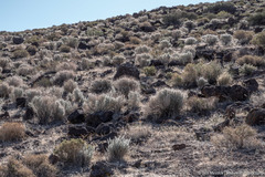 Neokochia americana