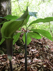 Arisaema macrospathum