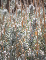Neokochia americana