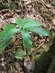 Arisaema macrospathum