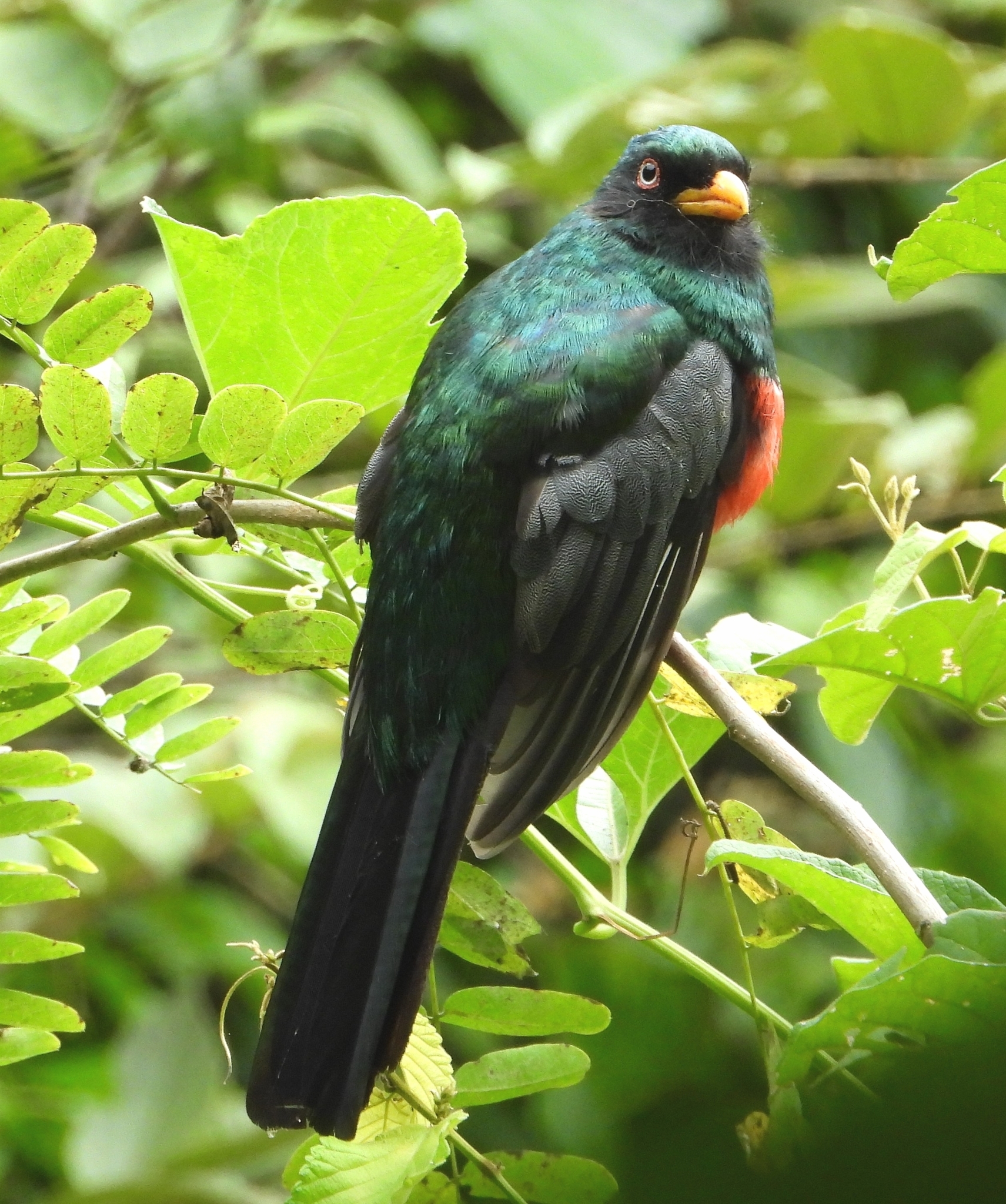 Trogon melanurus image