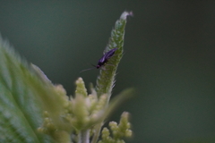 Plagiognathus arbustorum