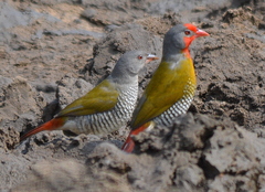 Green-Winged Pytilia photo 2