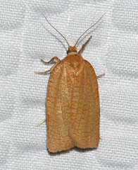 Aphelia alleniana