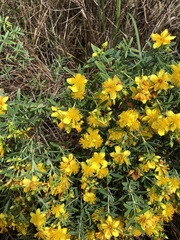 Hypericum kalmianum