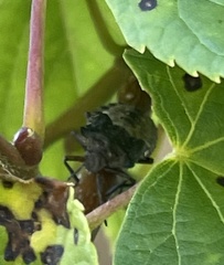 Pentatoma rufipes