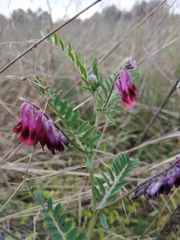 Vicia benghalensis