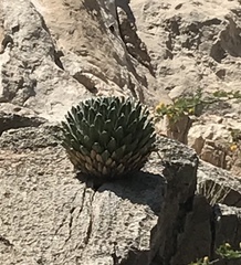 Agave victoriae-reginae
