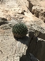 Agave victoriae-reginae