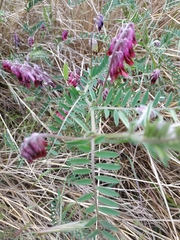 Vicia benghalensis