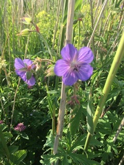 Geranium pratense