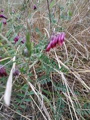 Vicia benghalensis