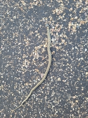 Thamnophis marcianus