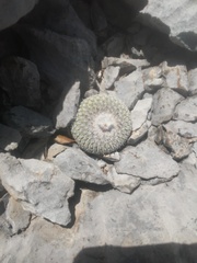 Epithelantha unguispina