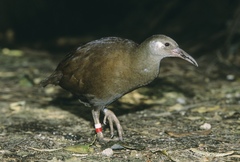 Gallirallus sylvestris