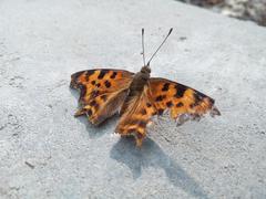 Polygonia c-album
