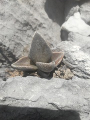 Lenophyllum guttatum