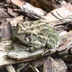 Anaxyrus fowleri