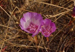 Clarkia imbricata
