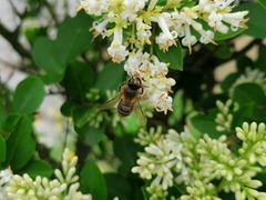 Apis mellifera