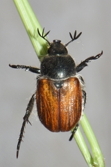Anisoplia remota