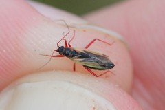 Teratocoris discolor