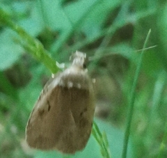 Agonopterix ocellana
