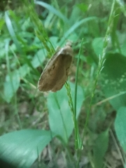 Agonopterix ocellana
