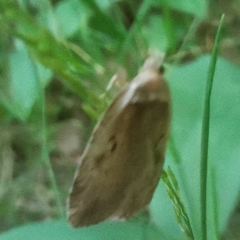 Agonopterix ocellana