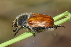 Anisoplia remota