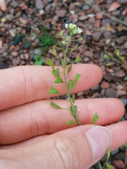 Capsella bursa-pastoris
